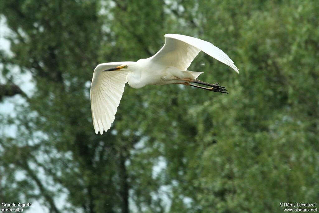 Great Egretadult