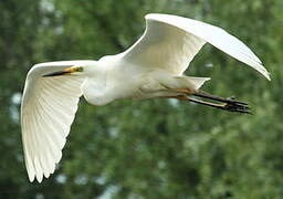 Grande Aigrette