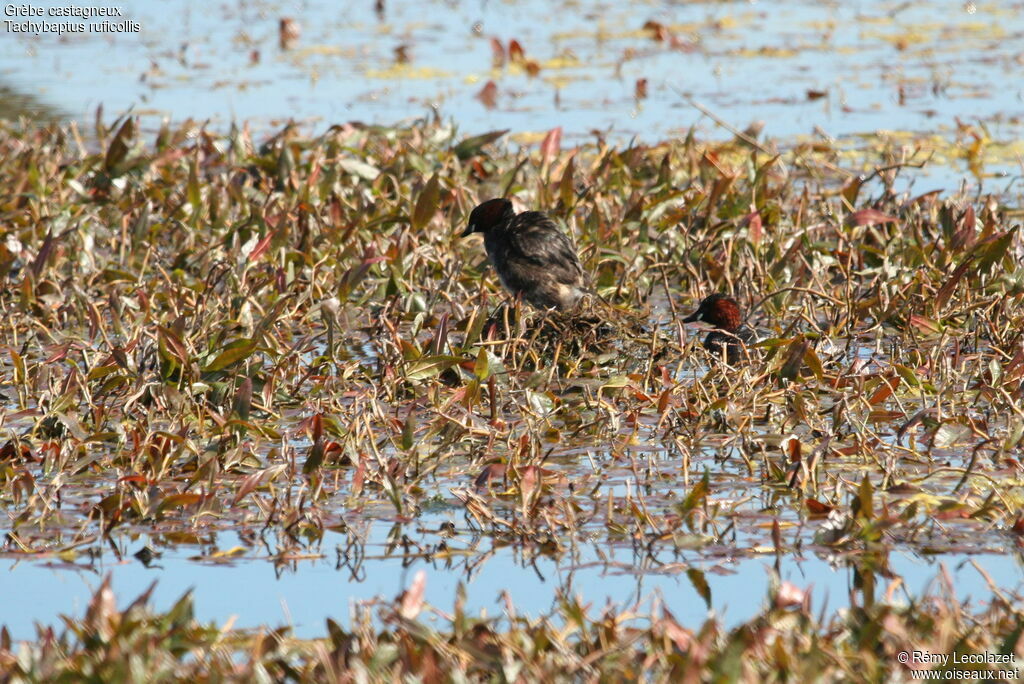 Little Grebe adult breeding, Reproduction-nesting