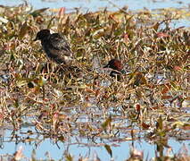 Little Grebe