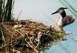 Great Crested Grebe