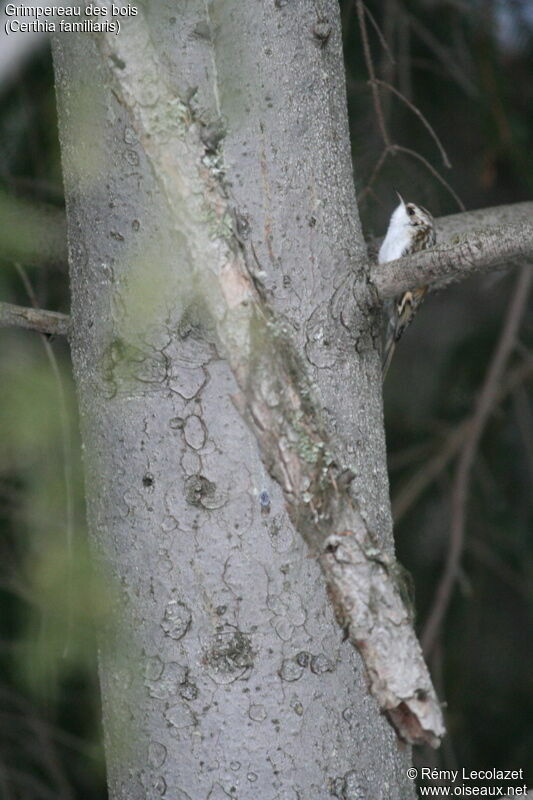 Eurasian Treecreeper