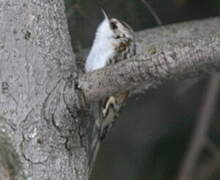 Eurasian Treecreeper