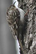 Eurasian Treecreeper