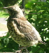 Fieldfare