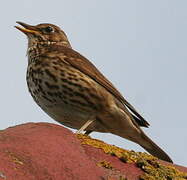 Song Thrush