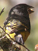 White-winged Grosbeak