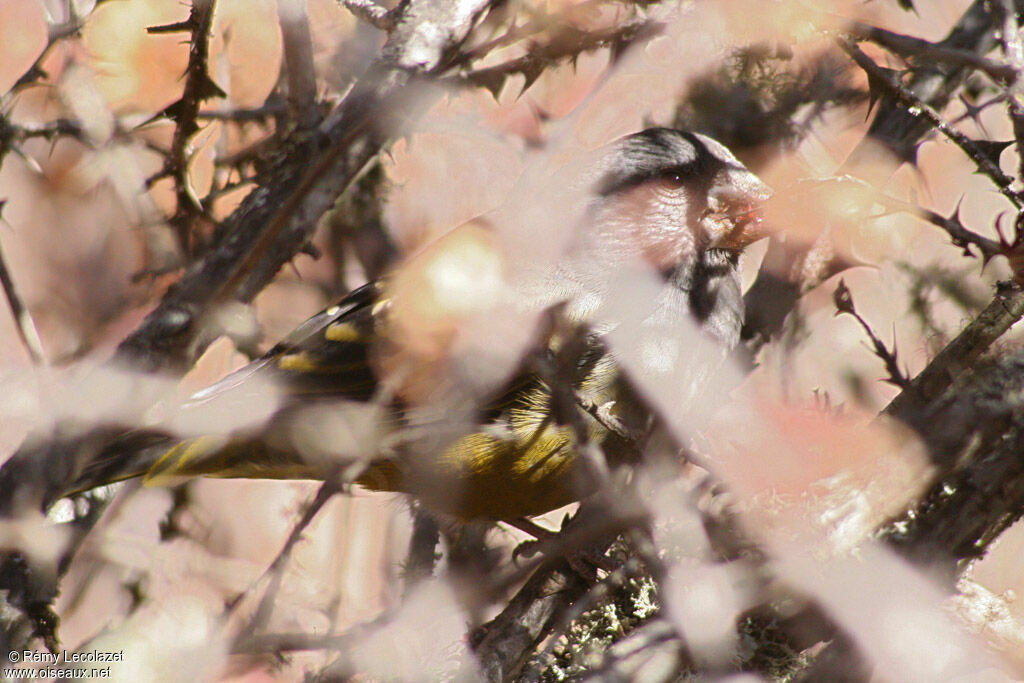 Gros-bec à ailes blanches