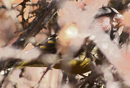 White-winged Grosbeak