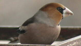 Hawfinch