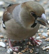 Hawfinch