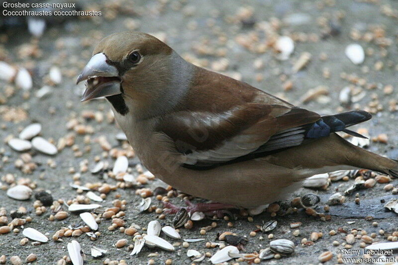 Hawfinch female