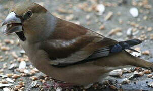 Hawfinch