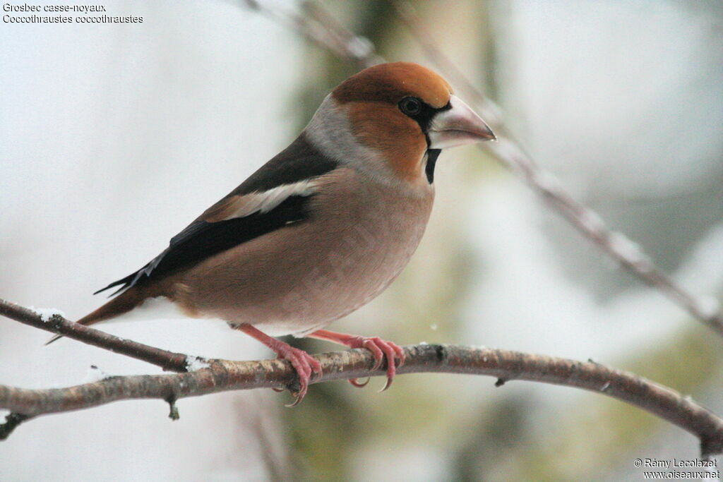 Hawfinch