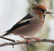 Hawfinch