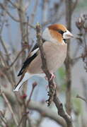 Hawfinch