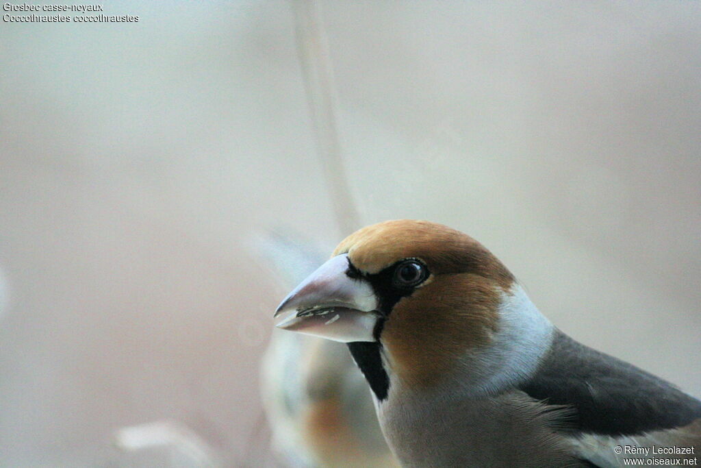 Hawfinch