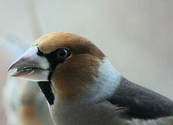 Hawfinch