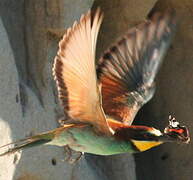 European Bee-eater