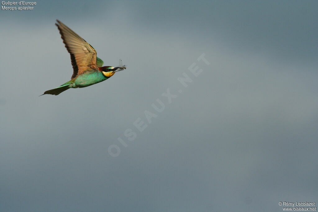 European Bee-eater male adult