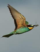 European Bee-eater