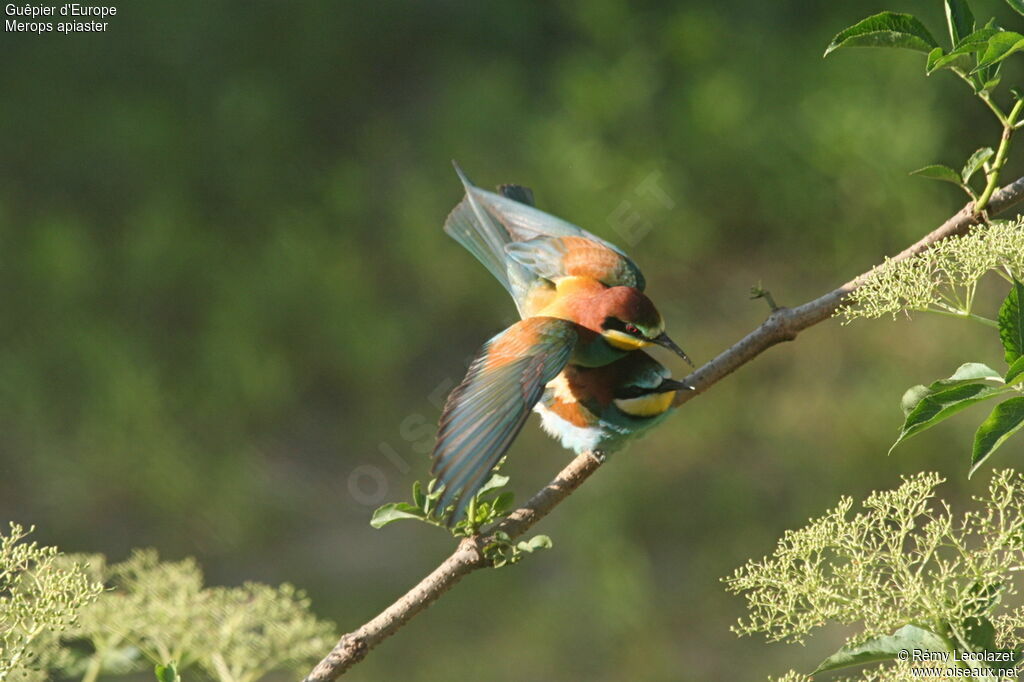 European Bee-eater adult breeding