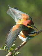 European Bee-eater