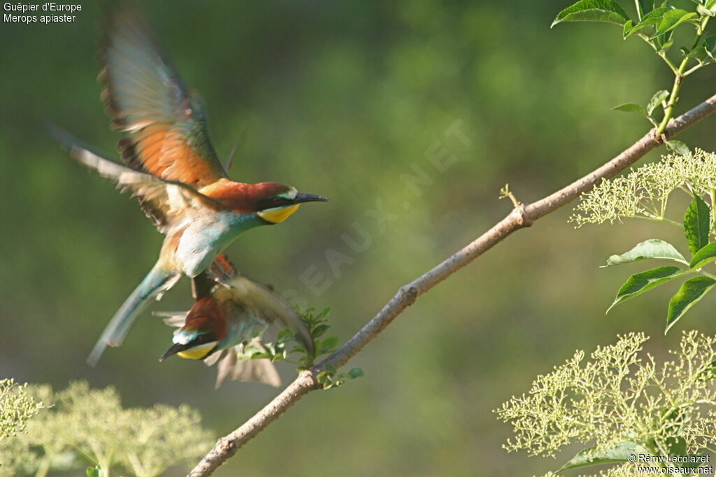 European Bee-eater adult breeding