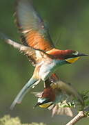 European Bee-eater