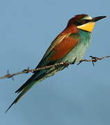 European Bee-eater