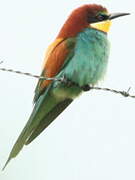 European Bee-eater