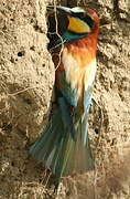 European Bee-eater