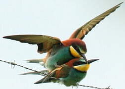 European Bee-eater