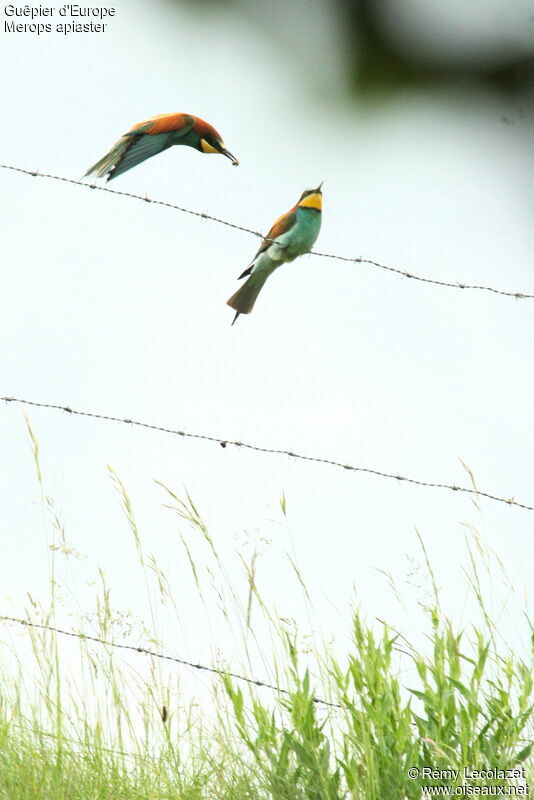 European Bee-eater adult breeding