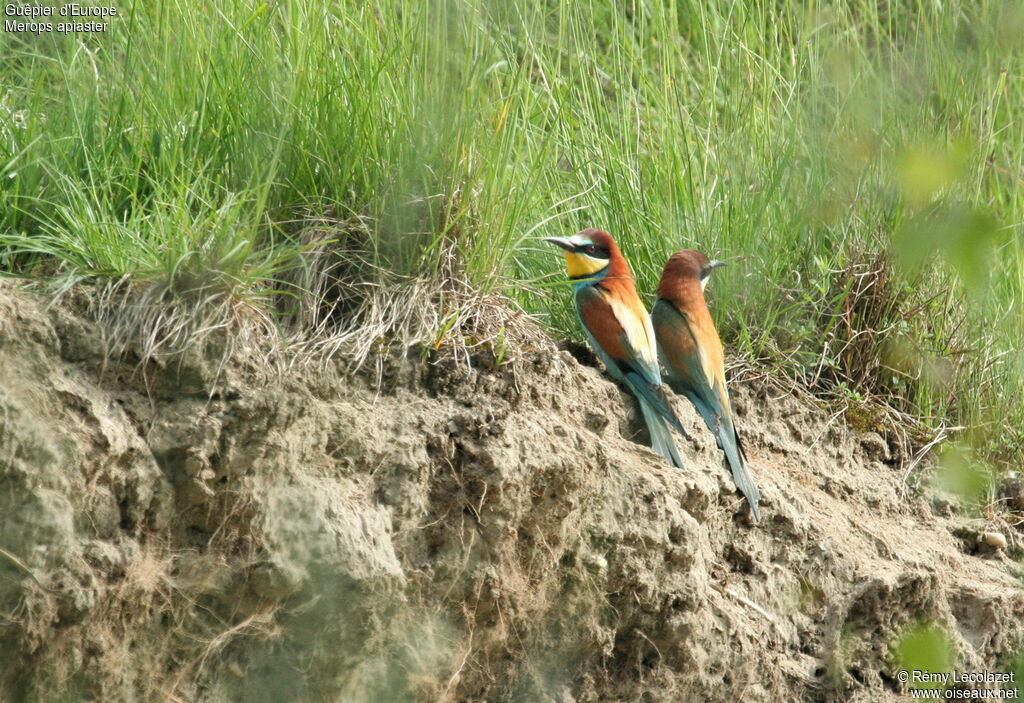 European Bee-eater adult