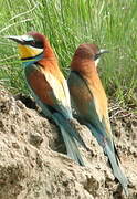 European Bee-eater