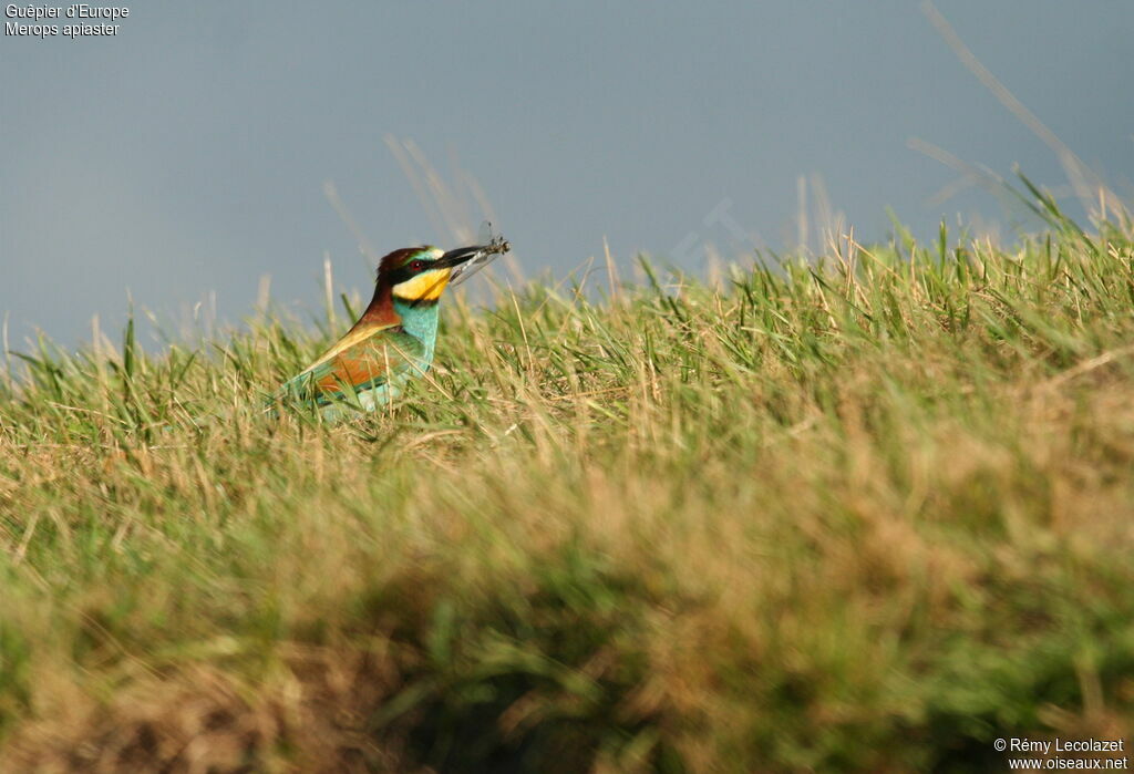 European Bee-eater male adult