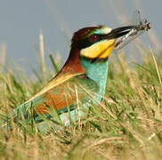 European Bee-eater