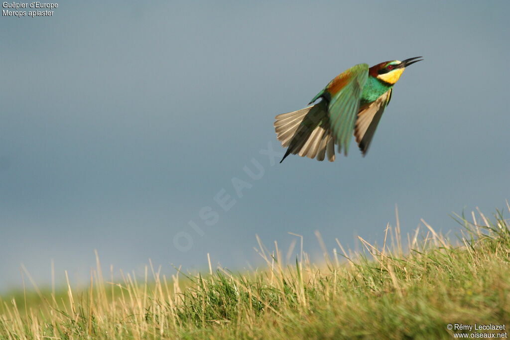 European Bee-eater male adult