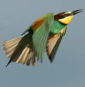 European Bee-eater