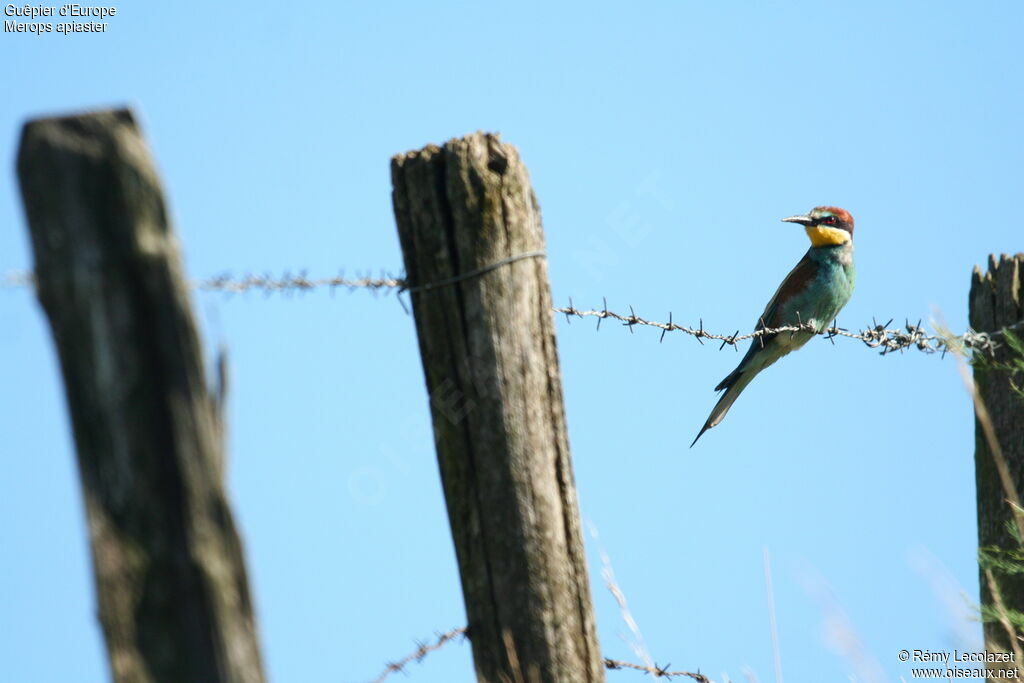 European Bee-eater male adult