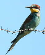 European Bee-eater