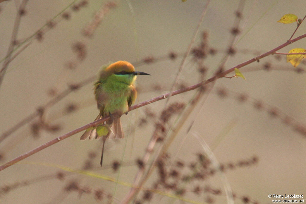 Green Bee-eater