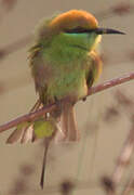 Green Bee-eater