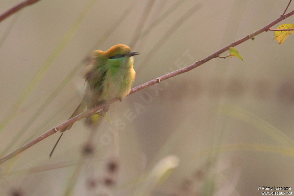 Green Bee-eater