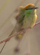 Green Bee-eater