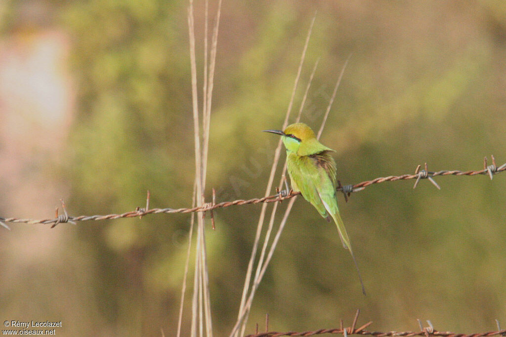 Green Bee-eater