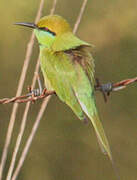 Green Bee-eater