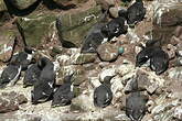 Guillemot de Troïl