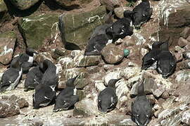 Guillemot de Troïl